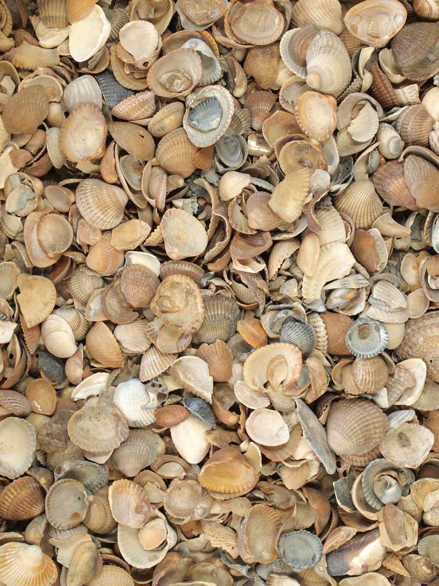 Gewassen schelpen (Standaardformaat)