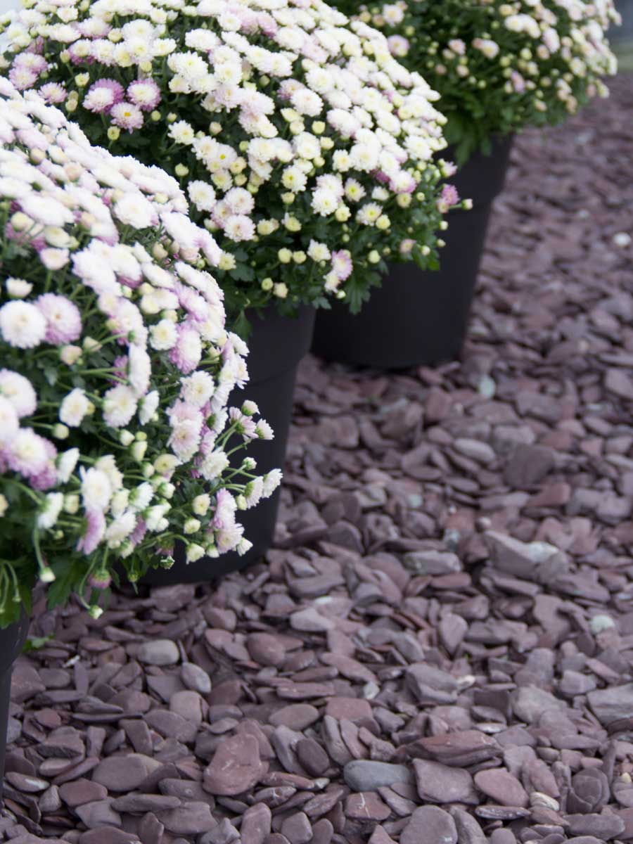 Flat Pebbles paars 30 - 60 siertuin aangelegd