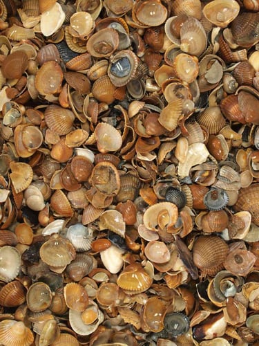 Gewassen schelpen nat (Standaardformaat)