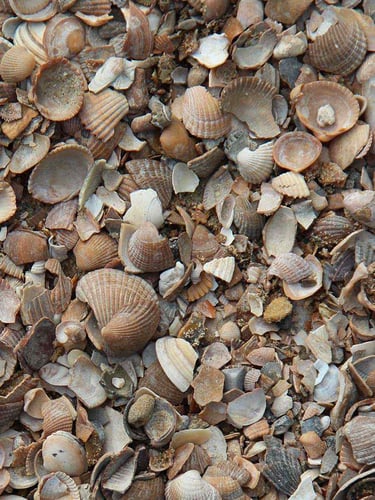 Schelpen (standaardformaat)