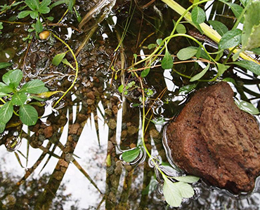Diervriendelijke tuin vijver 2 Diervriendelijke tuin vijver 2