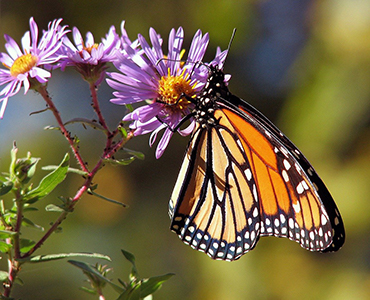 Diervriendelijke tuin vlinder Diervriendelijke tuin vlinder