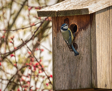 Diervriendelijke tuin vogelhuisje Diervriendelijke tuin vogelhuisje