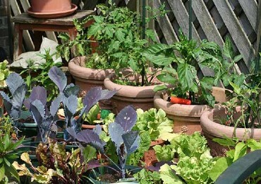 Aangelegd met vereschillende bloempotten Aangelegd met verschillende bloempotten