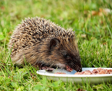 Diervriendelijke tuin egel