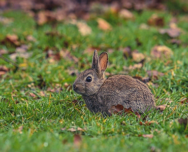 Diervriendelijke tuin konijn